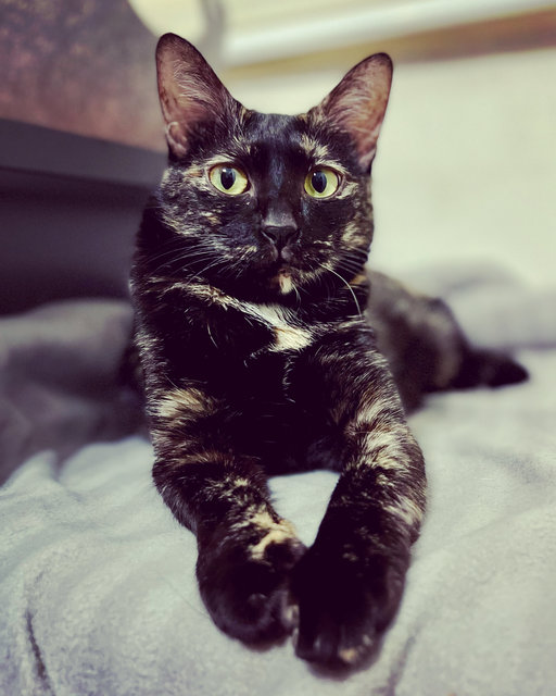 Daisy - Tortoiseshell + Domestic Short Hair Cat