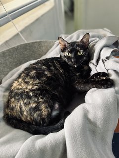 Daisy - Tortoiseshell + Domestic Short Hair Cat