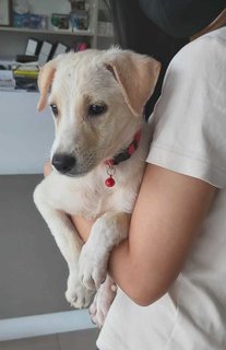 Sweetie Baby - Mixed Breed Dog