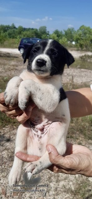 Elmina Pups - Mixed Breed Dog