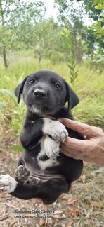 Elmina Pups - Mixed Breed Dog