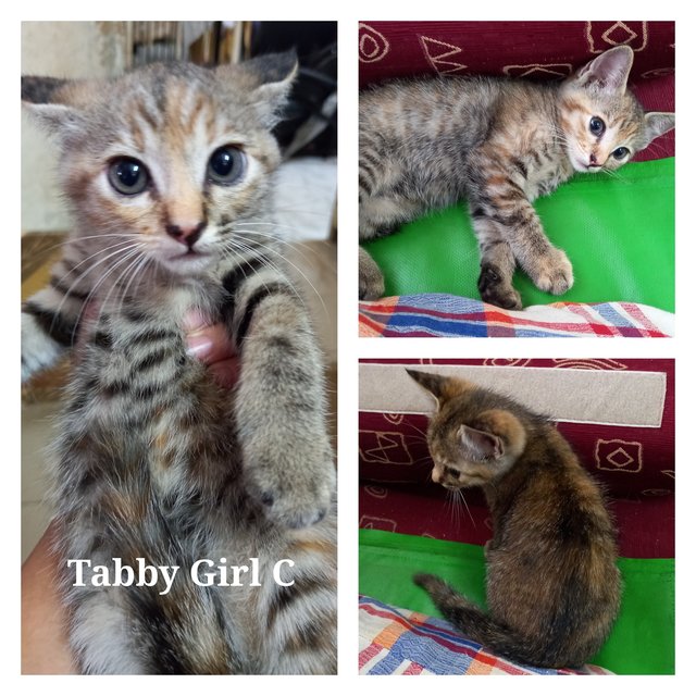 Tabby Girl C - Tabby Cat