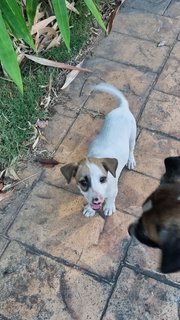 Puppy Need A Home - Mixed Breed Dog