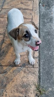 Puppy Need A Home - Mixed Breed Dog