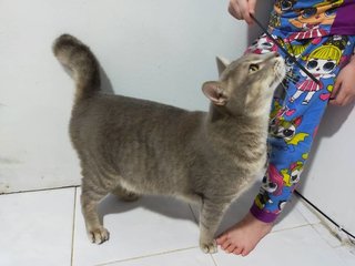 Arthur - Domestic Short Hair Cat