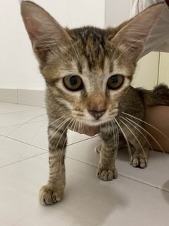 Oreo And Brownie  - Domestic Short Hair Cat