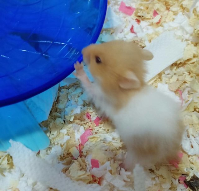 Mixed Race Syrian - Syrian / Golden Hamster + Short Dwarf Hamster Hamster