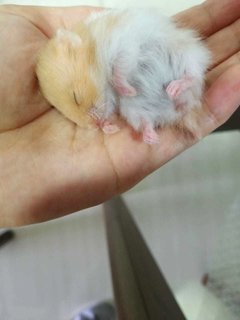 Mixed Race Syrian - Syrian / Golden Hamster + Short Dwarf Hamster Hamster