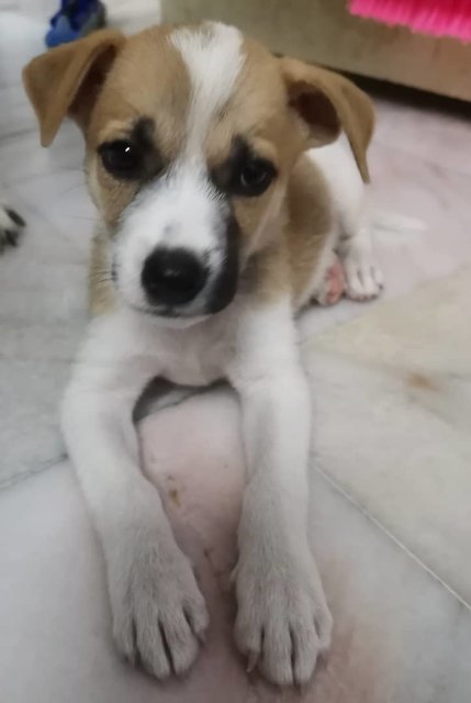 Puppies For Adoption - Mixed Breed Dog