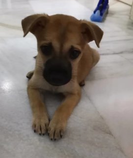 Puppies For Adoption - Mixed Breed Dog