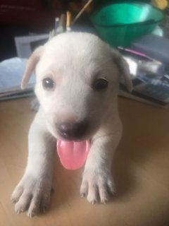 Puppies For Adoption - Mixed Breed Dog