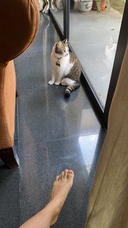 Gray - Maine Coon + Domestic Short Hair Cat