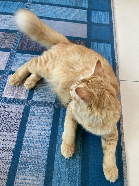 Leo - Domestic Medium Hair Cat