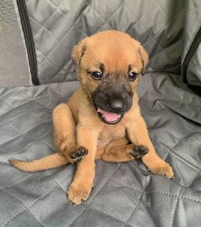 Cutie - Female - Mixed Breed Dog