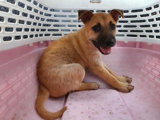 Happy - Mixed Breed Dog