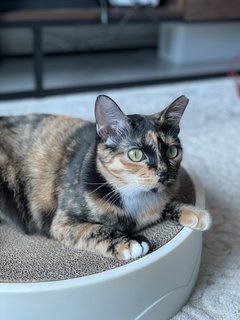 Luna - Domestic Short Hair Cat