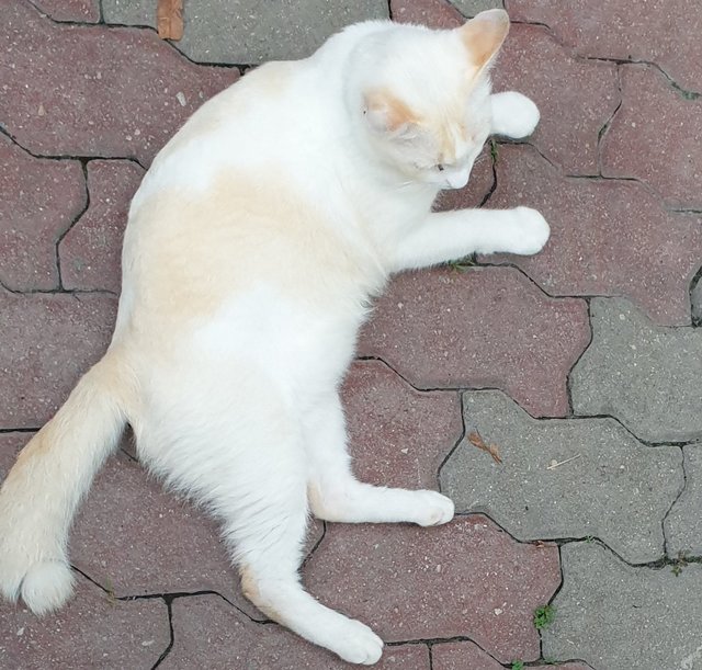 Meow Putih - Domestic Short Hair Cat