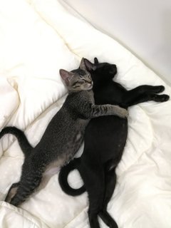 Asphalt &amp; Negro - Domestic Short Hair Cat