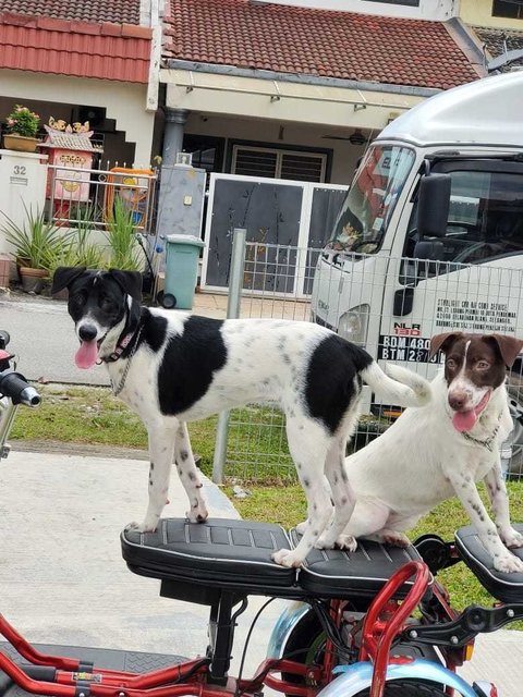 Oreo &amp; Kofi - Irish Setter Mix Dog