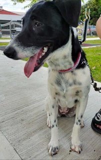 Oreo &amp; Kofi - Irish Setter Mix Dog