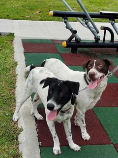 Oreo &amp; Kofi - Irish Setter Mix Dog