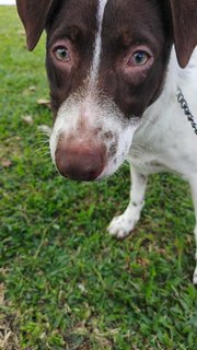 Oreo &amp; Kofi - Irish Setter Mix Dog