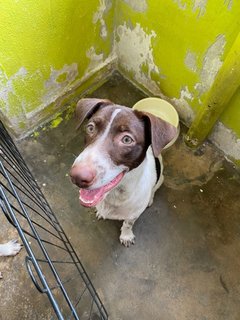 Oreo &amp; Kofi - Irish Setter Mix Dog