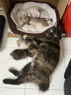 Mummy-kitten bonding time 😍