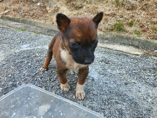 Mini - Mixed Breed Dog