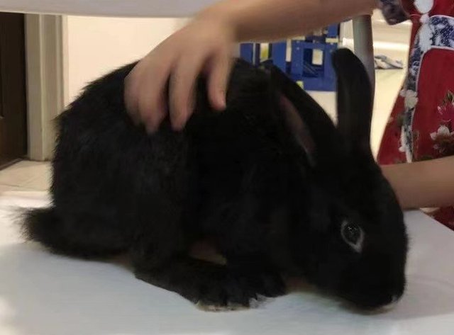 Rabbit For Adoption - Bunny Rabbit Rabbit