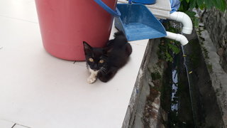 Lucky Black - Domestic Short Hair Cat