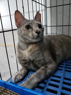 Lady Grey - Domestic Short Hair Cat