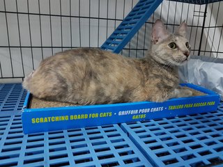 Lady Grey - Domestic Short Hair Cat