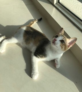 Izzy - Calico + Domestic Short Hair Cat