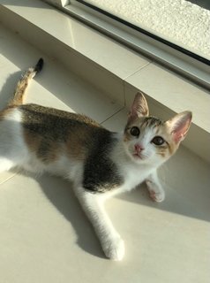 Izzy - Calico + Domestic Short Hair Cat