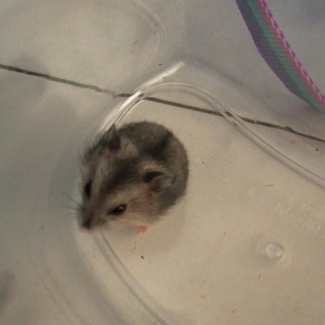 Maka (Wiwi) - Short Dwarf Hamster Hamster