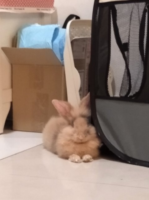 Mocha - Lionhead + Rex Rabbit