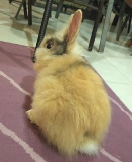 Mocha - Lionhead + Rex Rabbit