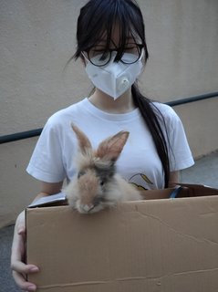 Mocha - Lionhead + Rex Rabbit