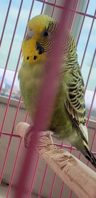 Budgie/Budgerigar Bird For Adoption - 2 Years 7 Months, Female Budgie ...