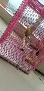 Female Budgie +cage +wooden Birdhouse - Budgie/Budgerigar Bird