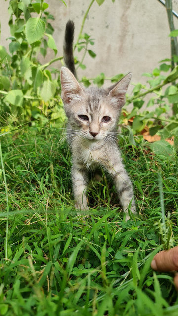 Lucy  - Domestic Short Hair Cat