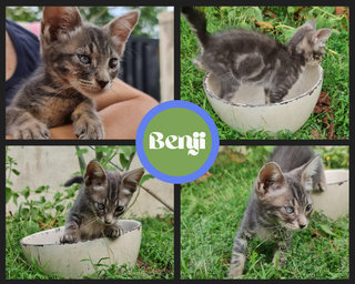 Benji  - Domestic Short Hair Cat