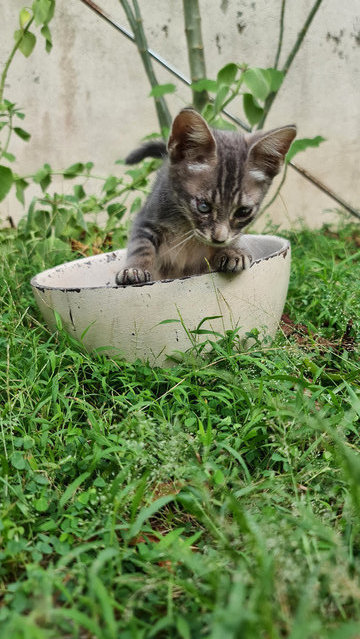 Benji  - Domestic Short Hair Cat