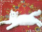 Memey - Persian + Domestic Long Hair Cat