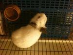 Xiaozhong - Hotot Rabbit