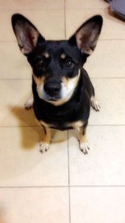 Lucky (Last Seen @ Ss24/10, Taman Megah) - Mixed Breed Dog