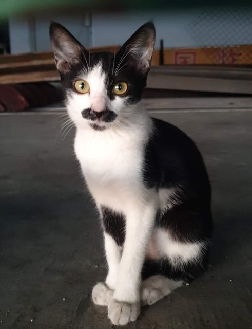 Chaplin (Manjia)  - Domestic Short Hair Cat