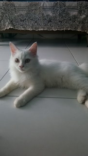 Babuji - Domestic Long Hair Cat