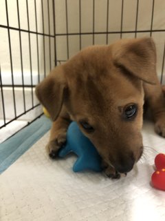 Bundle Of Joy  - Mixed Breed Dog